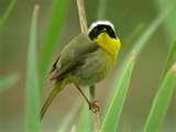 Bird Feeders Warblers pictures