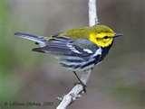 Bird Feeders Warblers images