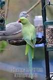 images of Bird Feeder 5000 images of Bird Feeder 5000