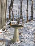 photos of Bird Feeders Out Of Wood photos of Bird Feeders Out Of Wood