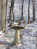 photos of Bird Feeders Out Of Wood