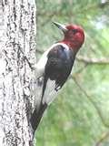 Nc State Bird Feeder images Nc State Bird Feeder images