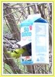 Bird Feeders From Milk Cartons pictures