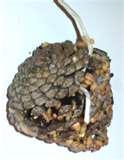 images of Bird Feeder Recipes images of Bird Feeder Recipes