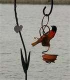 pictures of Bird Feeders Grade 1 pictures of Bird Feeders Grade 1