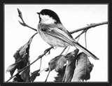 pictures of Bird Feeders Paypal pictures of Bird Feeders Paypal
