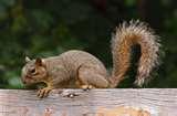 Squirrels Bird Feeders Prevent images Squirrels Bird Feeders Prevent images