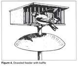 Squirrels Bird Feeders Prevent photos Squirrels Bird Feeders Prevent photos