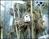 images of Bird Feeders Paypal images of Bird Feeders Paypal