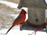 Bird Feeder Dump photos Bird Feeder Dump photos