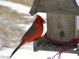 Bird Feeder Dump photos