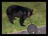 Bird Feeders Black Bears Bird Feeders Black Bears