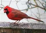 Bird Feeders Fly Through photos