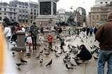 Bird Feeders Fly Through photos