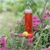 pictures of Bird Feeders Sturbridge Ma