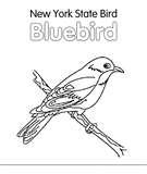 pictures of Bird Feeders New York City pictures of Bird Feeders New York City