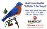 images of Bird Feeders Your Backyard images of Bird Feeders Your Backyard