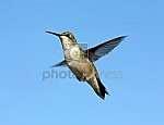 images of Bird Feeder Vector images of Bird Feeder Vector