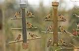 Bird Feeders Get Birds photos Bird Feeders Get Birds photos