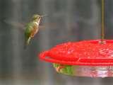 pictures of Bird Feeder Puyallup