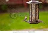 Bird Feeder Vector pictures