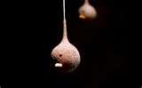 images of Bird Feeders New York City images of Bird Feeders New York City