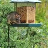 Bird Feeders New York City photos