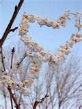 Bird Feeder Owls photos