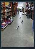 photos of Home Depot Bird Feeders