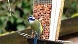 Oriole Bird Feeders photos
