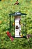 Caged Bird Feeders photos