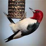 pictures of Oriole Bird Feeders