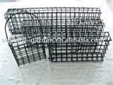 pictures of Bird Cage Feeder pictures of Bird Cage Feeder