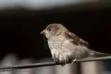 pictures of What Do You Feed Baby Birds pictures of What Do You Feed Baby Birds