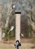 photos of Droll Yankee Bird Feeders photos of Droll Yankee Bird Feeders