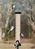 photos of Droll Yankee Bird Feeders