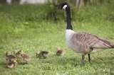 pictures of What Do You Feed Baby Birds pictures of What Do You Feed Baby Birds