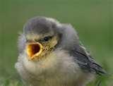 images of What Do You Feed Baby Birds images of What Do You Feed Baby Birds