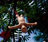 images of Bungee Bird Feeder images of Bungee Bird Feeder