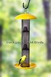 photos of Thistle Bird Feeder