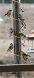 Thistle Bird Feeder photos