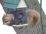 photos of Wooden Bird Feeder