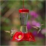 Hyde Bird Feeder pictures