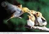 photos of Birds Feeding