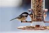 Buy Bird Feeders