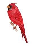 Bird Feeders Canada images Bird Feeders Canada images