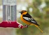 Oriole Bird Feeder