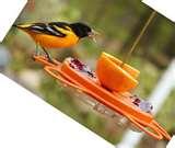 pictures of Oriole Bird Feeder