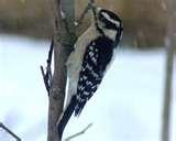 pictures of Bird Feeders Canada