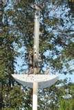 Squirrel Proof Bird Feeder Pole photos Squirrel Proof Bird Feeder Pole photos